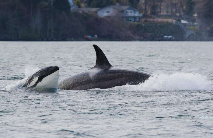 Learn more about Port Orchard